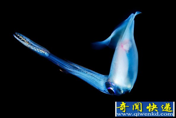 来自深海的“精灵”对光非常的敏感