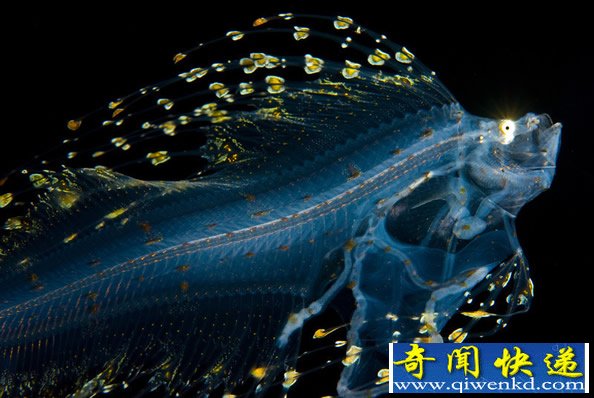 来自深海的“精灵”对光非常的敏感