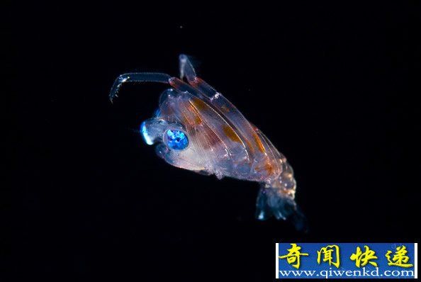 来自深海的“精灵”对光非常的敏感