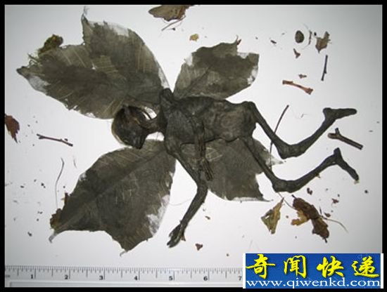 专家不否认存在真实精灵干尸