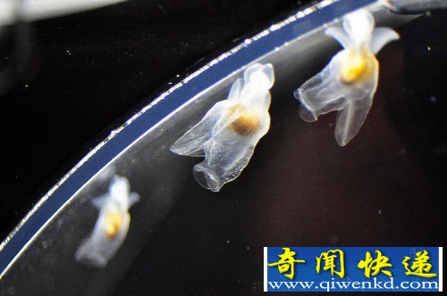 但马海域迎来神秘“客人”—“冰海小精灵”的浮游生物