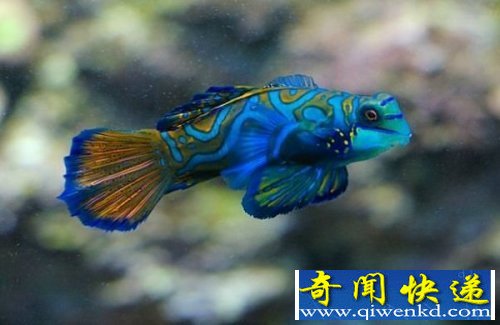 海洋精灵麒麟鱼五彩缤纷让人赏心悦目