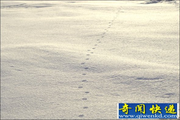 雪地精灵北极狐具有强大的导航本领