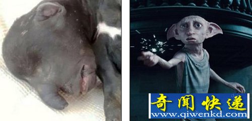新生小狗基因突变长象鼻酷似精灵多比