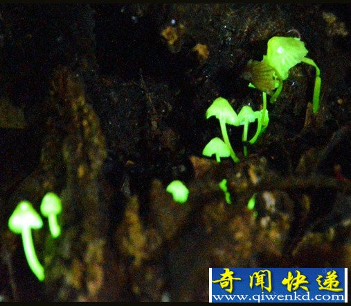会发绿光的蘑菇 被称为“森林精灵”