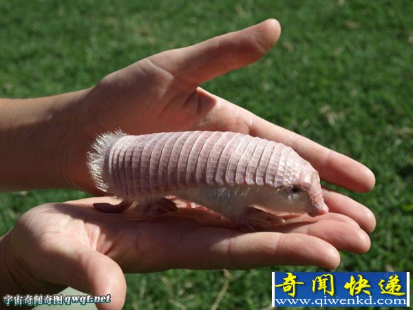 沙地中的粉红精灵:倭犰狳仅手掌大小