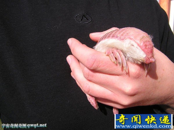 沙地中的粉红精灵:倭犰狳仅手掌大小