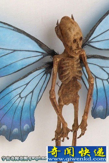 盘点你从没见过的神秘生物躯体标本:精灵标本