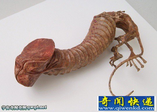 盘点你从没见过的神秘生物躯体标本:精灵标本