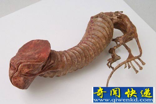 震惊!惊现精灵躯体标本