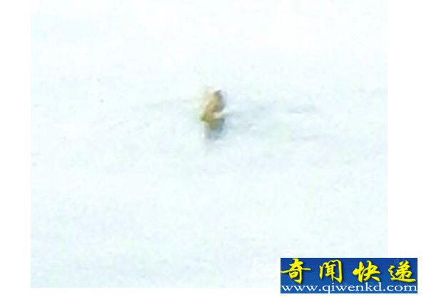长白山天池水怪照片 模糊的轮廓颇像小鹿头部和脖子