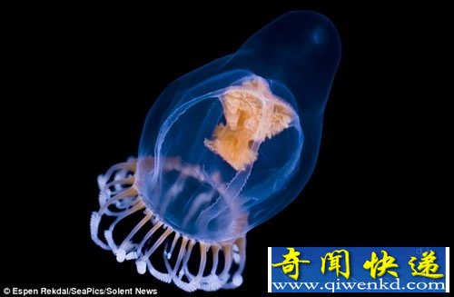 挪威海湾拍摄的水母 深海美丽的精灵