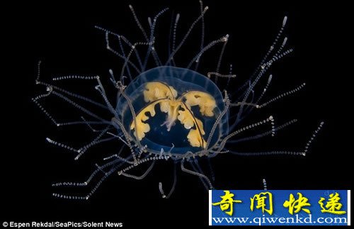 挪威海湾拍摄的水母 深海美丽的精灵