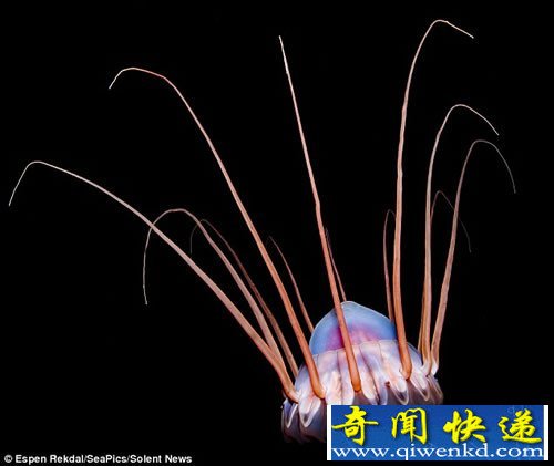 挪威海湾拍摄的水母 深海美丽的精灵