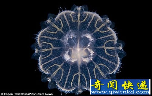 挪威海湾拍摄的水母 深海美丽的精灵