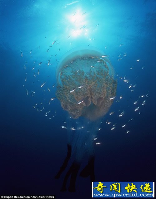 挪威海湾拍摄的水母 深海美丽的精灵