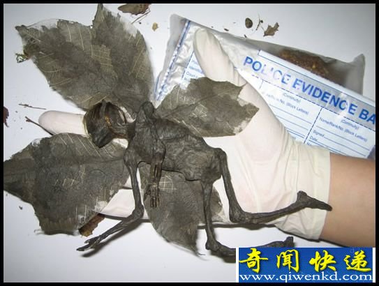 世界上第一个货真价实的精灵