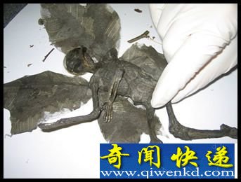 世界上第一个货真价实的精灵