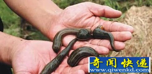 盘点世界上最恐怖的动物
