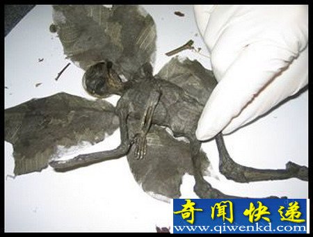世界上第一个被发现的真实的精灵