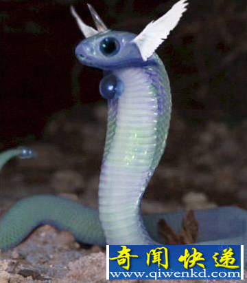 世界上第一个被发现的真实的精灵