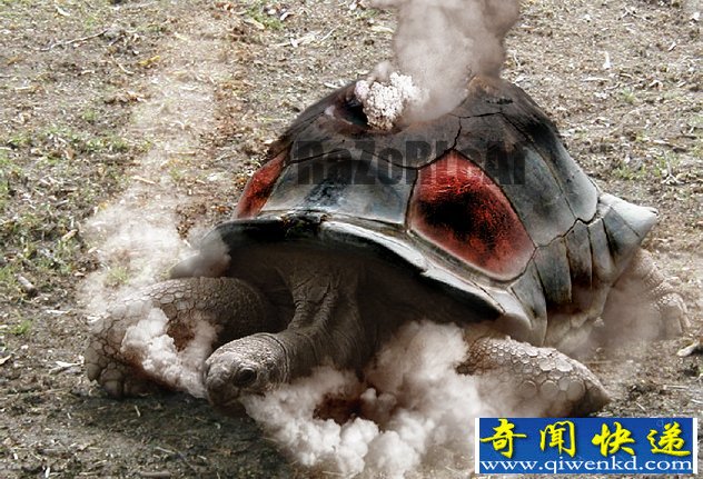 世界上第一个被发现的真实的精灵