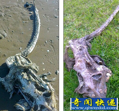 英国海滩发现罕见"海怪"骨架残骸 引起人们的热议