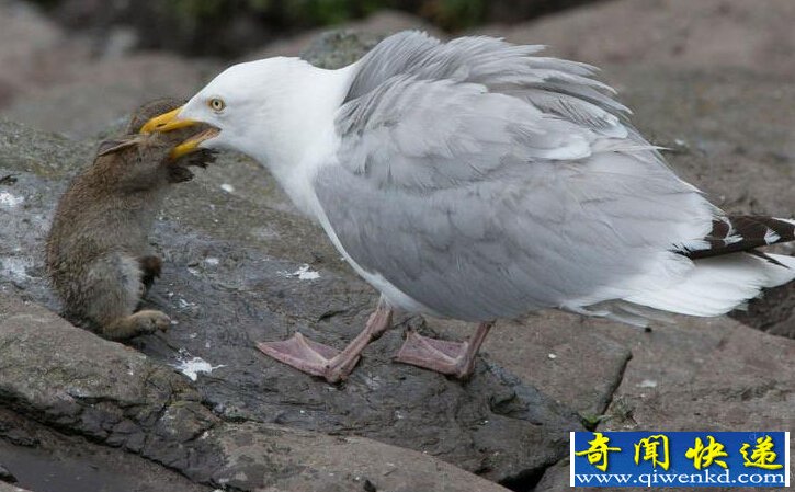 海鸥生吞兔子?爱尔兰海鸥厌倦吃鱼生吞整只兔子惊魂场面