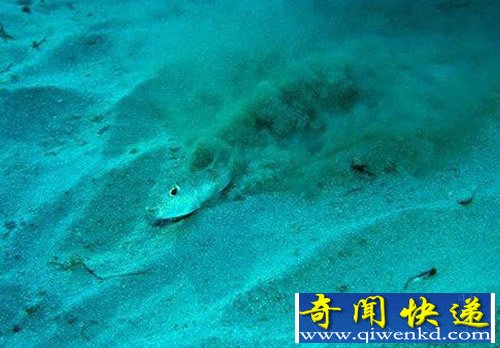 日本海岸发现奇异的水下“麦田怪圈” 吸引异性保护后代