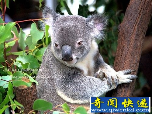 最可爱最萌的考拉 澳洲最萌考拉