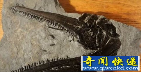 科学家发现最完整鱼龙颚部化石 类似现代海豚