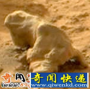 火星或存在生命 美宇航局发现火星蜥蜴化石
