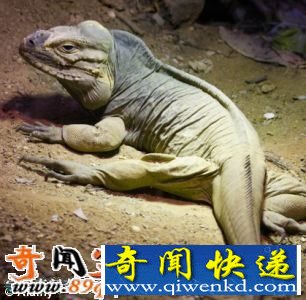 火星或存在生命 美宇航局发现火星蜥蜴化石