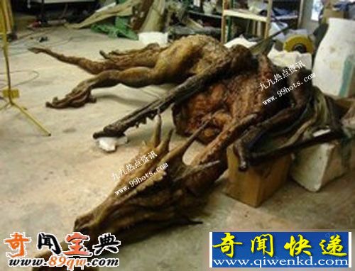 真龙被首次发现并拍摄 图揭真龙尸体和标本