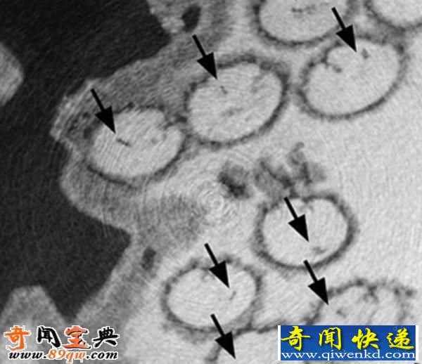 揭秘 最古老的大精子竟然比它的主人都长