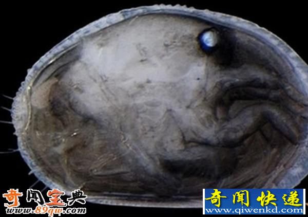 揭秘 最古老的大精子竟然比它的主人都长