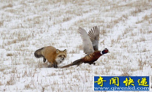 狐狸伏击野鸡显狡猾掠食者本色