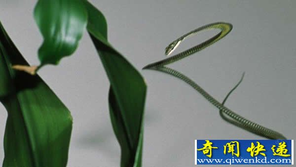 科学家揭开金花蛇飞行之谜