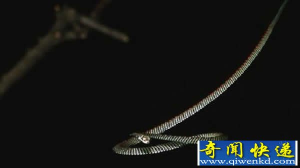 科学家揭开金花蛇飞行之谜
