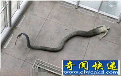 揭秘神兽:男性美人鱼栩栩如生真相曝光
