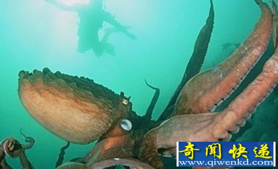 深海海怪真的存在吗 海中依然存在着超过30公尺长生物