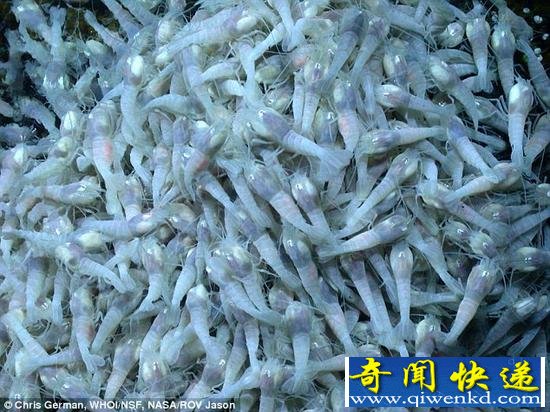 NASA称深海热泉生物或最接近外星生命(图)