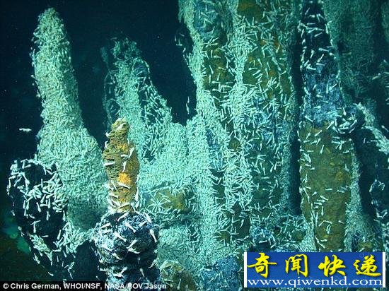 NASA称深海热泉生物或最接近外星生命(图)
