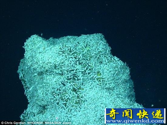 NASA称深海热泉生物或最接近外星生命(图)