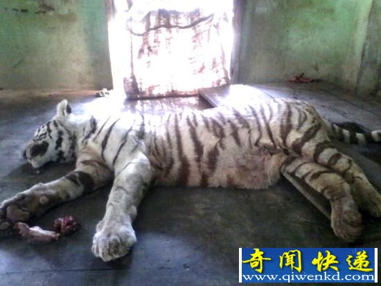 【白虎大战眼镜蛇】老虎难逃一劫中毒身亡眼镜蛇重伤(图)