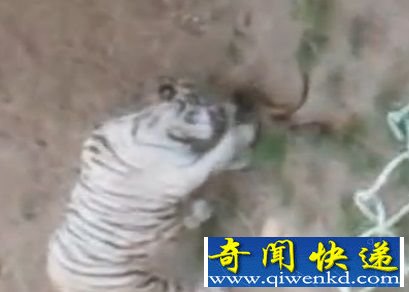 【白虎大战眼镜蛇】老虎难逃一劫中毒身亡眼镜蛇重伤(图)