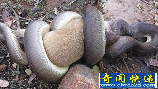 不可思议一幕:一条大型蟒蛇生吞袋鼠幼崽