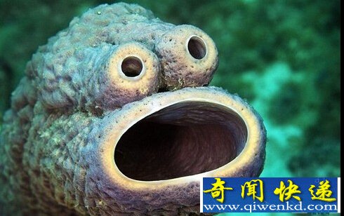 天下之大无奇不有 盘点那些你从未见过的8种海洋生物