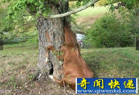 恐怖食人树的真相 食人树竟偏爱“吃”美女