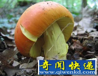 吃后会产生各种各样的古怪幻觉的植物